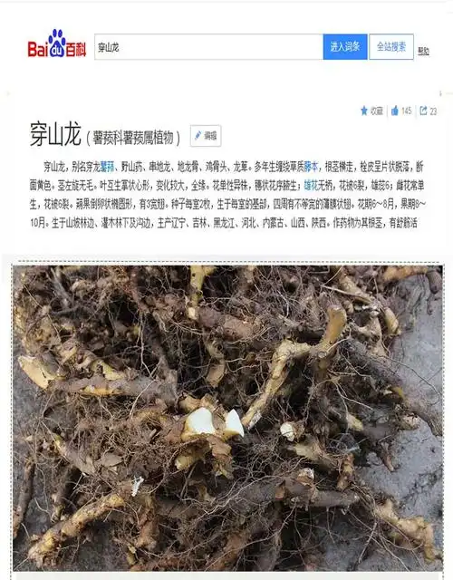 东北也生穿山龙也生500克串地龙骨泡酒穿地龙中药材草药