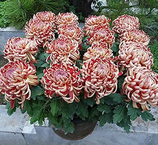 红绣球菊花盆花