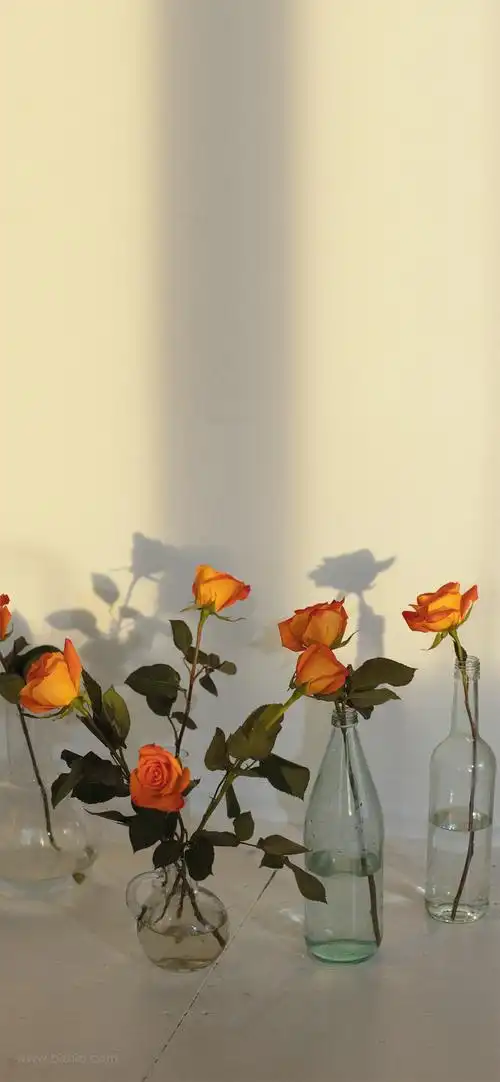 阳光活力的图片壁纸