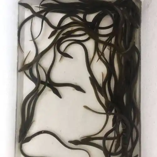 淡水白鳗鱼苗 白鳝鱼 青鳝鱼 河鳗鱼 (中苗16-20公分)