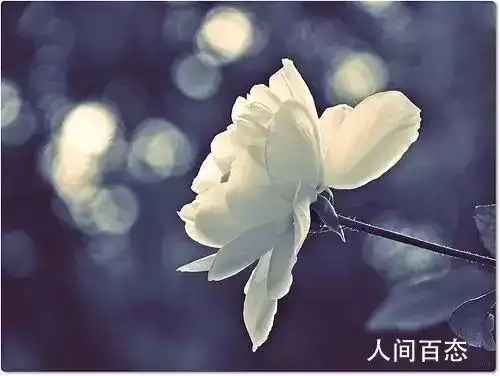 母亲去世的句子大全 刚去世母亲伤感的句子一览