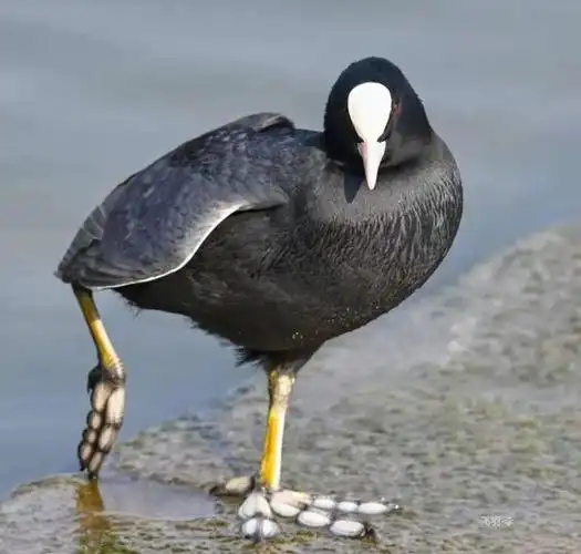 旌湖越冬水鸟种类数量又双叒叕增加了