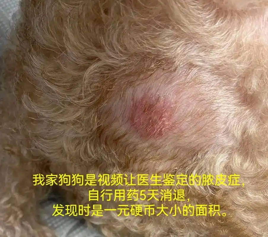 狗狗脓皮症,泰迪脓皮症,自家狗狗治好的方.我家狗狗是自己用的 - 抖音