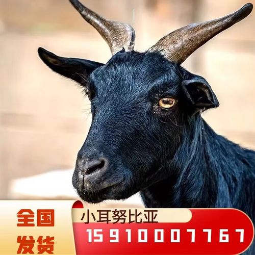 小黑耳山羊种苗黑山羊种公羊幼苗山羊活体小羊羔黑山羊种羊孕羊