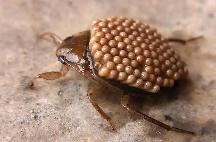 水生昆虫—负子蝽