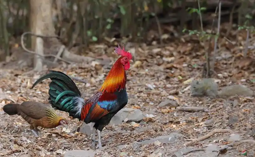 【泰国原鸡】~~~谢谢浏览!