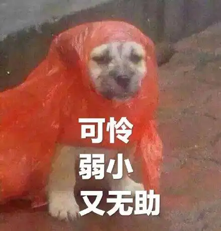 可怜弱小又无助(狗子穿红色雨衣)_狗子_无助_雨衣_弱小_可怜表情