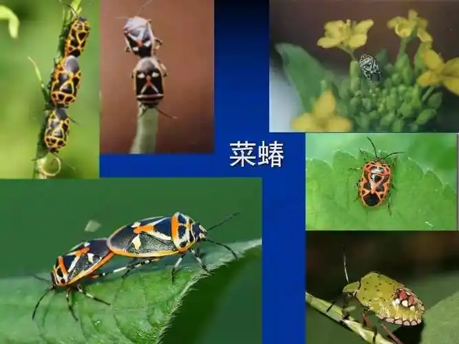 常见害虫图案