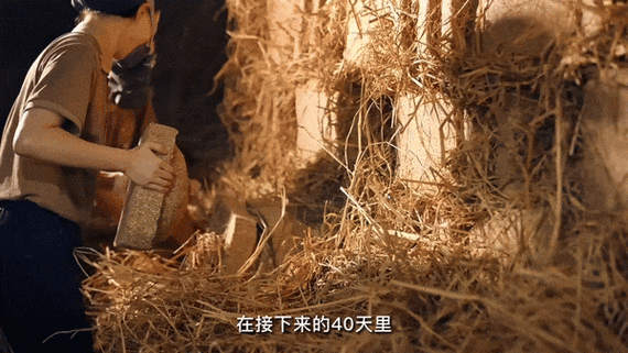 图源/郎酒股份酱酒的高温大曲尤其需要稻草来保温,稻草隔绝了地面