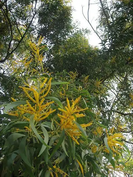 十月末,大叶相思.开着满树穗状黄色的小花,明亮极了.