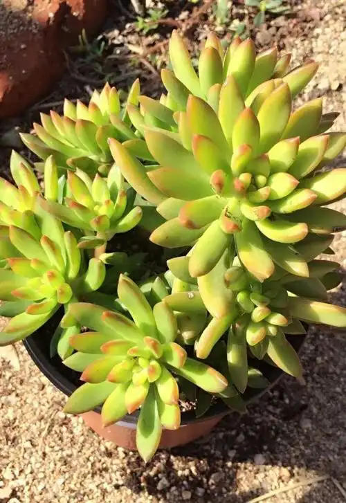 多肉百科的加州落日的养殖方法,加州落日的繁殖方法 - 绿手指 - 养花