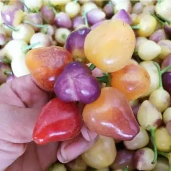 媚调 广西新鲜五彩椒5斤小灯笼椒当季七彩泡椒 5斤超值装