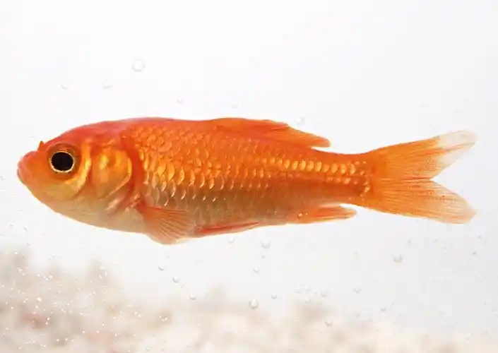 鱼类,金鱼,动物高清金鱼图片 鱼类,金鱼