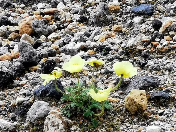 长白山顶石缝中来出的小花