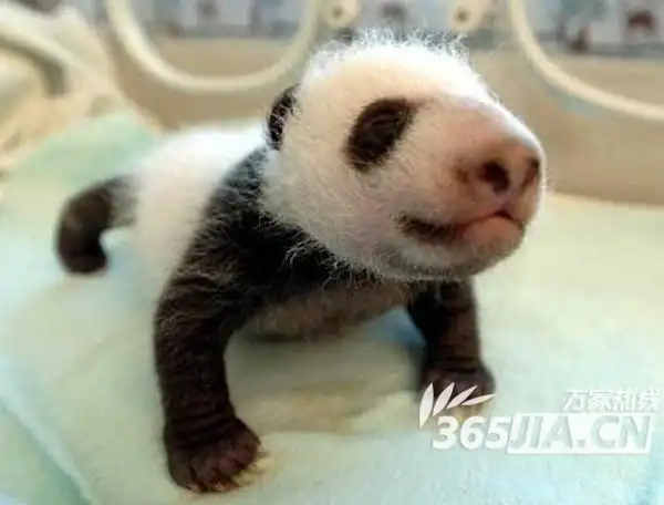 《爸爸去哪儿》促"傻狍子"爆红 萌兽来袭大起底