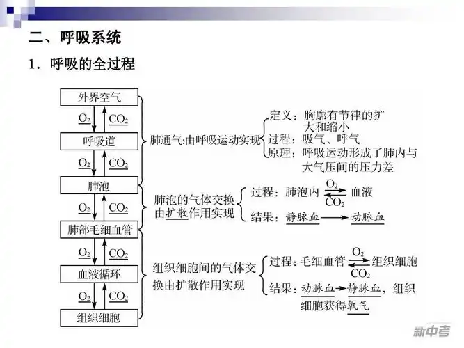 二,呼吸系统 1.呼吸的全过程