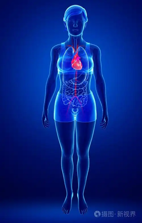女性心脏解剖