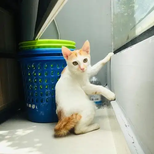 【讨论】想看看大家的麒麟尾猫 来自: 龙可乐 (lim