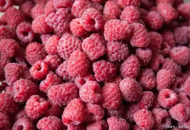 未约上小伙伴沿着溪畔去采摘野生的覆盆子,那会儿我们只当是野生果子