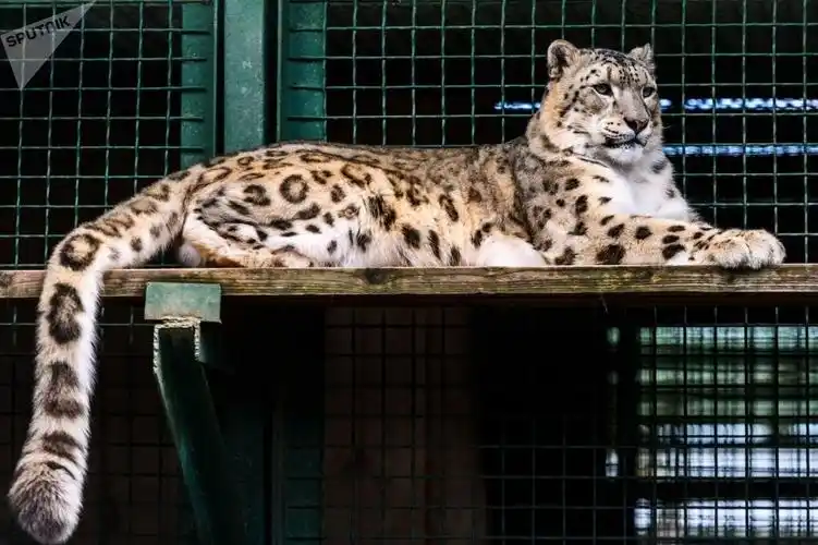 俄罗斯野生猫科动物盘点