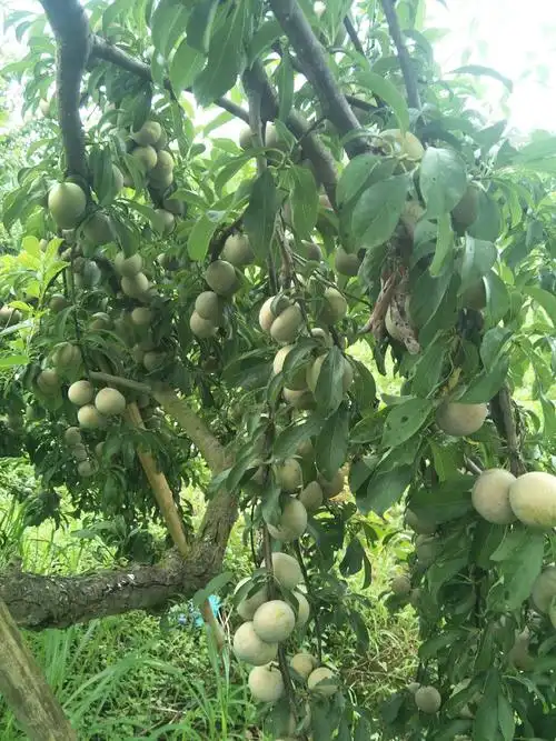 按需包装,支持代卖商品详情产地:广东省韶关市翁源县品种名:三华李