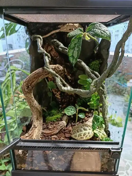 睫角守宫入住新缸