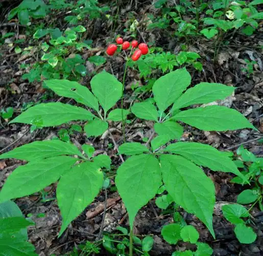 家种人参的功效与作用