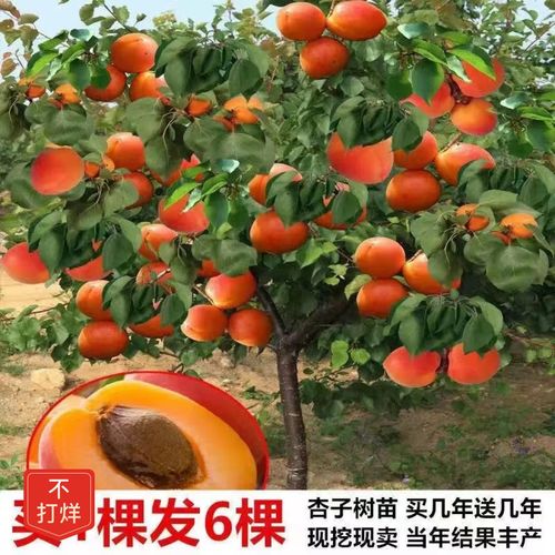 【48小时发货】嫁接新品杏树苗特大巨蜜王杏南北方种植盆栽庭院杏