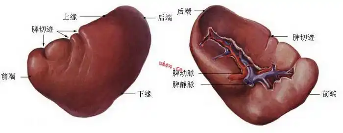 脾虚的五大症状