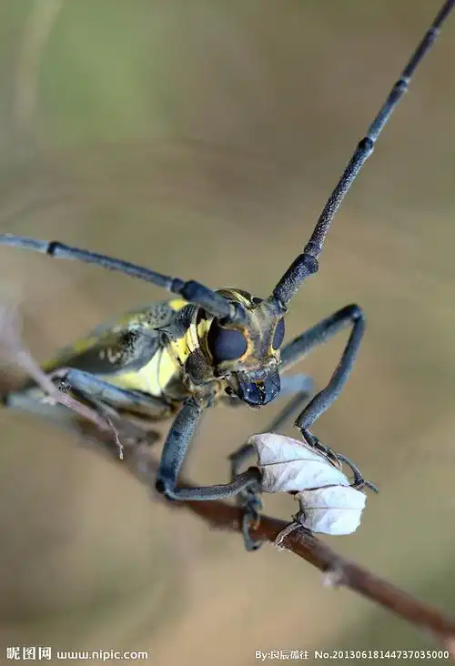 天牛图片