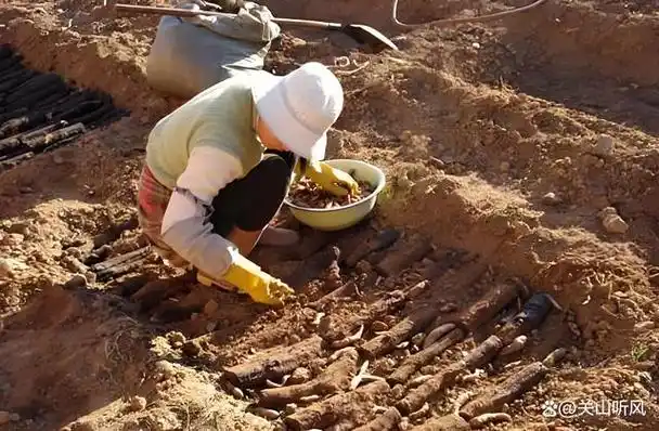 天麻是一种珍贵的中药材,因其独特的药用价值和市场需求,种植天麻已