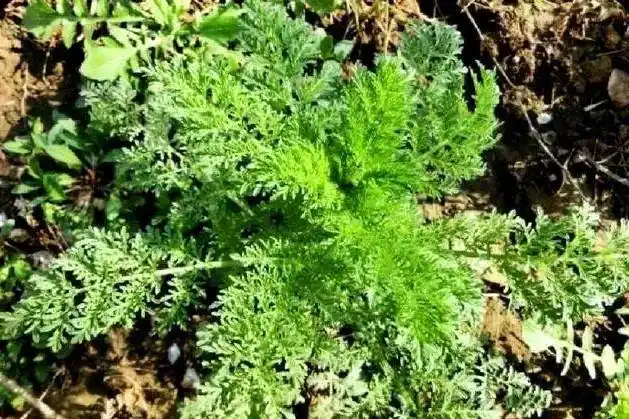 这是蘿的本义.再回忆一下莪蒿的样子:(今天要解说的六个汉字)