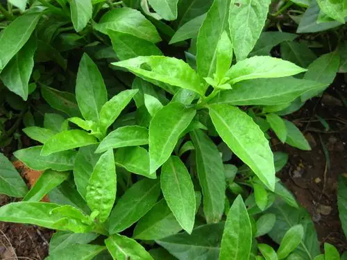 降糖草的食用方法 降糖草是一种能够帮助降低血糖的中草药,尤其适合