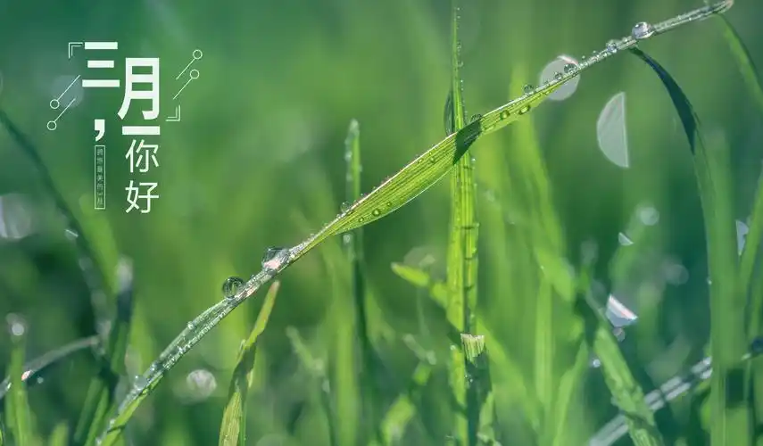 三月你好养眼绿植摄影,图片,壁纸-桌酷