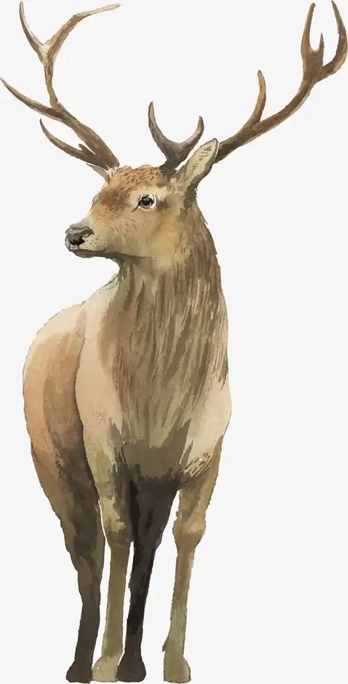 精致手绘圣诞节驯鹿