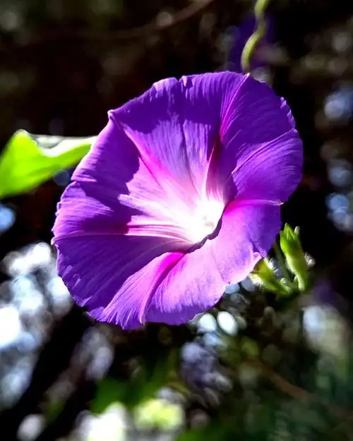 牵牛花盛开的季节