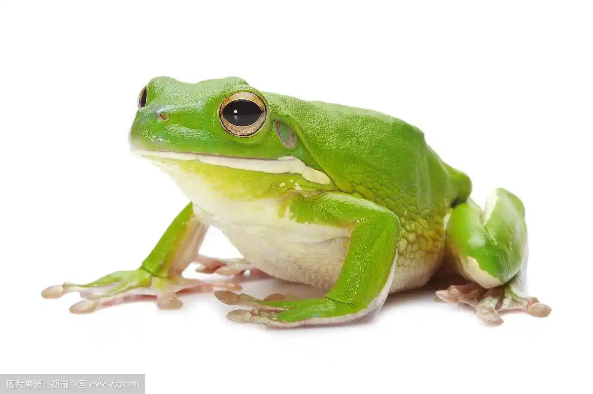 孕妇可以吃青蛙吗,青蛙肉会有什么营养价值和功效呢?