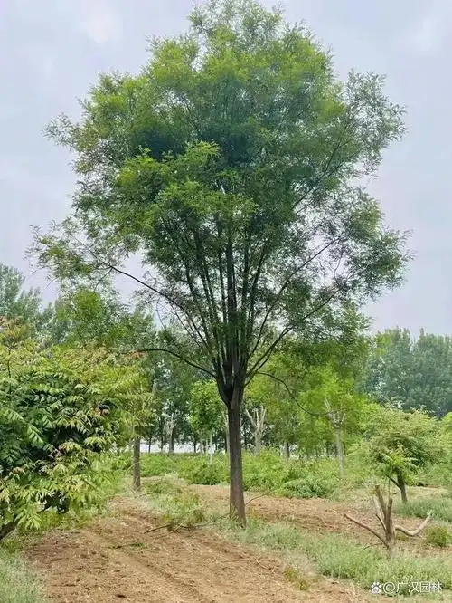 国槐现在在园林里面绿化是非常不错的,它的树干还有叶片生长很茂密,都