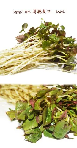 新鲜鱼腥草 折耳根 嫩芽带根 约2kg