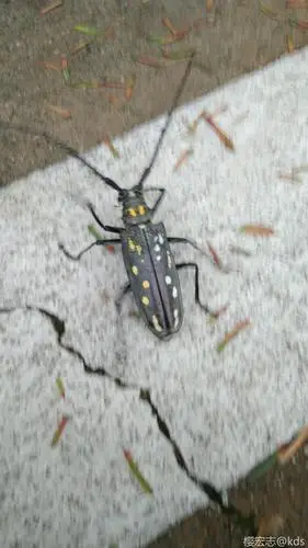 这只牛牛是什么品种