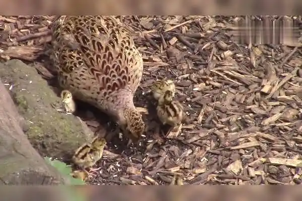 一只母野鸡带着一窝幼崽觅食没天敌的克制农作物会有影响吗