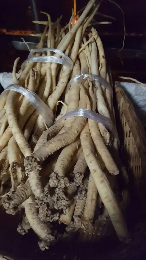 中岗的大宁党参,曾经获党参王子的党参是该党参的亲老乡