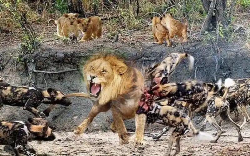 狗胆包天非洲最强的狮子被包围野狗怒上结局到底如何