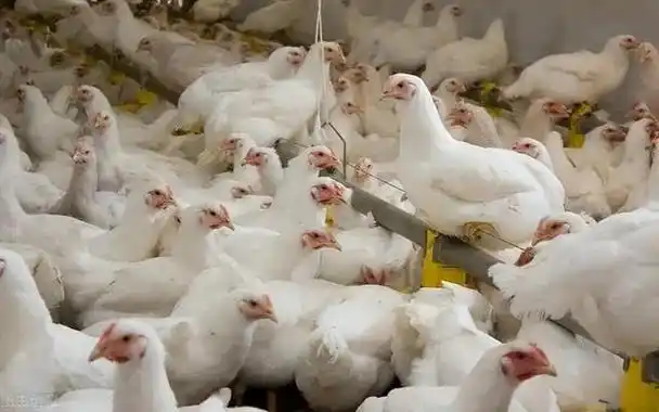 美国公司在培育出白羽鸡这一优势品种后,大力推广宣传,使其迅速占领