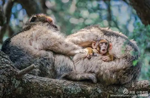 摩洛哥之行——猴子与上树的山羊_2018.06