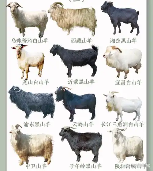 58种山羊大盘点,其中内蒙的阿尔巴斯山羊肉最好吃