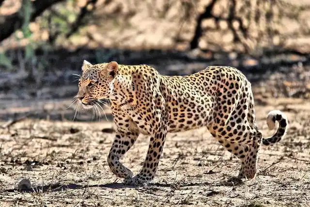 金钱豹打不过5只狗要人类伸以援手猛犬怎敢与野兽叫板