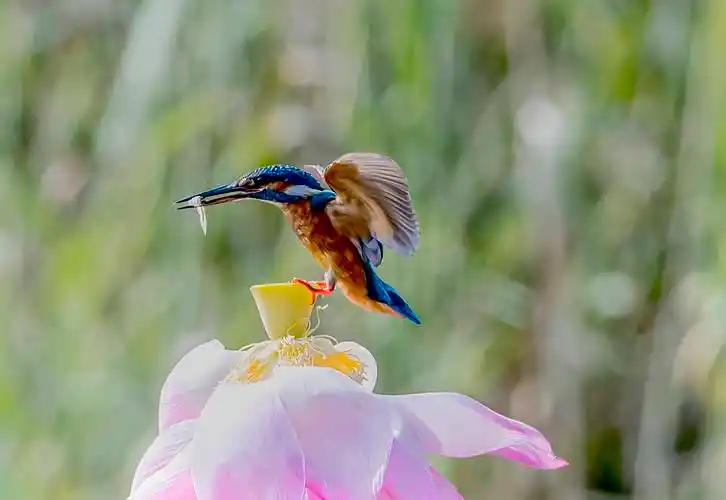 北京房山小西湖畔翠鸟盘旋荷上