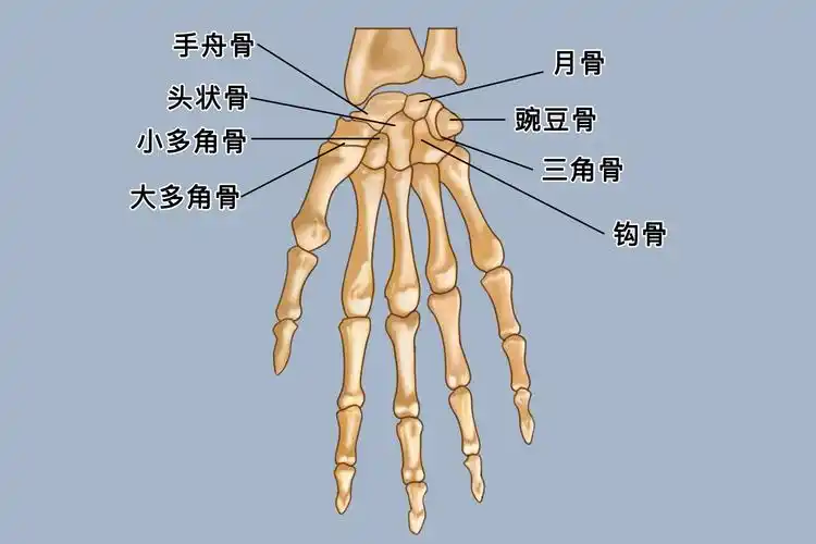 腕骨位置及其组成示意图结构腕骨各骨相邻的关节面形成腕骨间关节,手
