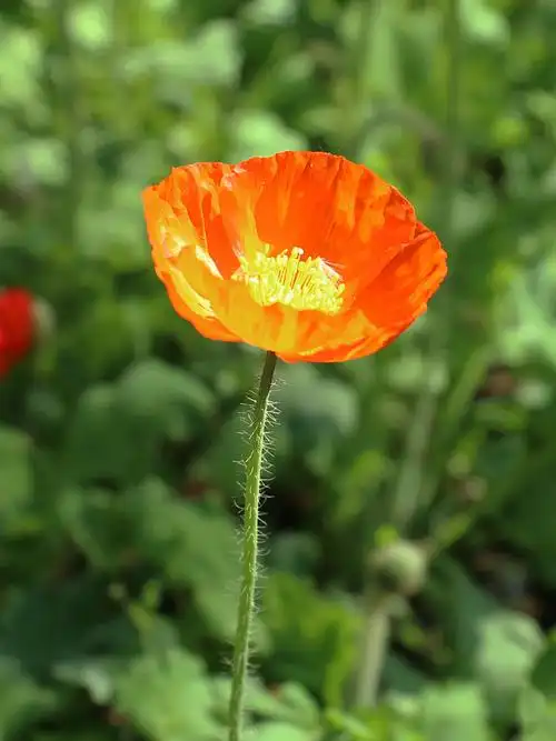 美丽的野罂粟花